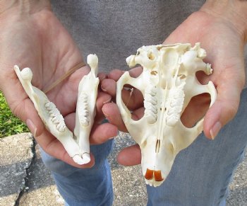 North American Beaver Skull 4-3/4 inches - $29