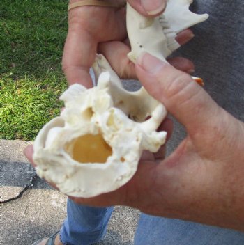 North American Beaver Skull 4-3/4 inches - $21