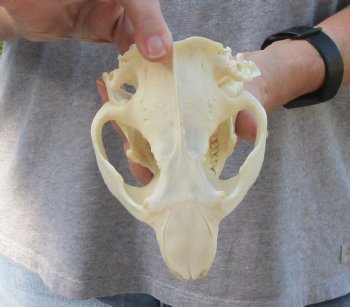 North American Beaver Skull 5-1/2 inches - $29