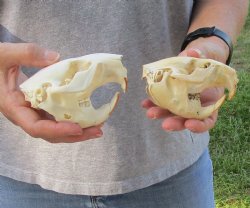 2 pc lot of B-Grade North American Beaver Skulls for $40