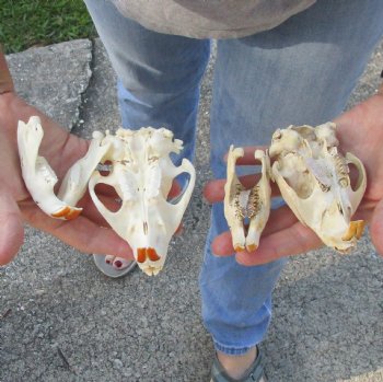2 pc lot of B-Grade North American Beaver Skulls for $40