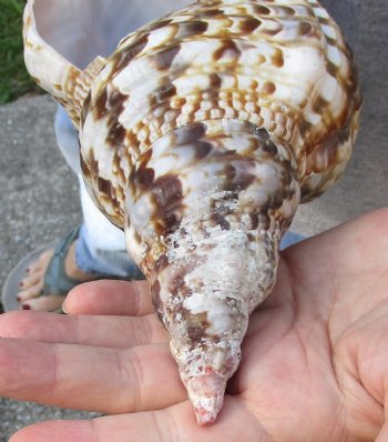Caribbean Triton seashell 9 inches long for $24