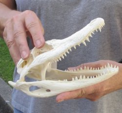 Florida Alligator Skull 7-3/4 inches - $55
