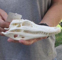 B-Grade Florida Alligator Skull 7-3/4 inches - $50