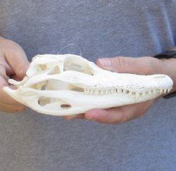Florida Alligator Skull 7-1/2 inches - $55
