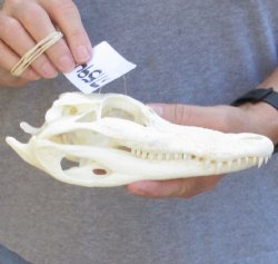 Florida Alligator Skull 8 inches - $60