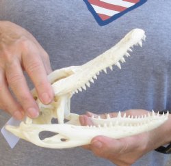 Florida Alligator Skull 8-1/4 inches - $60