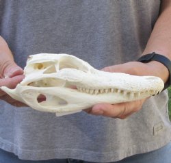 Florida Alligator Skull 8 inches - $60