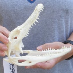 Florida Alligator Skull 7-3/4 inches - $50