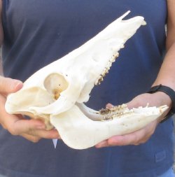 Wild Boar Skull 10 inches - $35