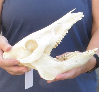 Wild Boar Skull 9-1/2 inches - $40