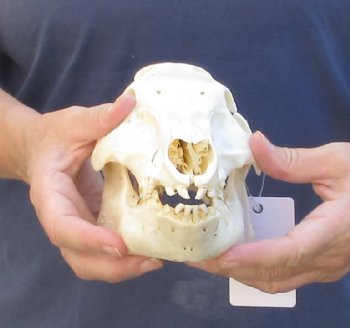 Wild Boar Skull 9-1/2 inches - $40