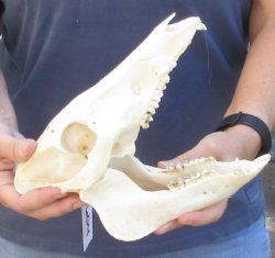Wild Boar Skull 9-1/2 inches - $35
