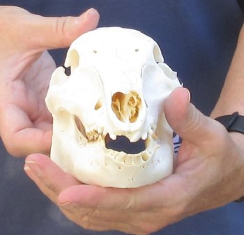 Wild Boar Skull 7 inches - $30