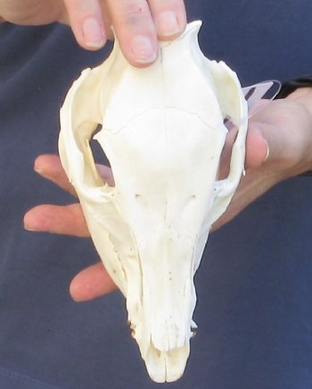 Wild Boar Skull 7 inches - $30