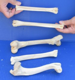 5 piece lot of deer leg bones 7 to 10 inches long - $25
