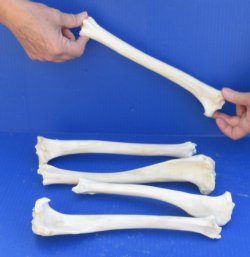 5 piece lot of deer leg bones 10 - 12 inches long - $35