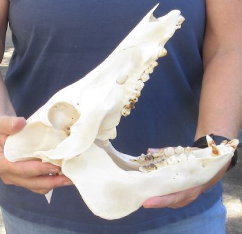 Wild Boar Skull 11-1/2 inches - $50