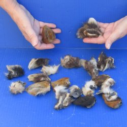 20 Assorted Wildlife Ears cured in formaldehyde $35