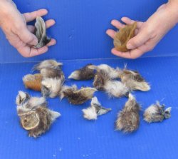 20 Assorted Wildlife Ears cured in formaldehyde $20