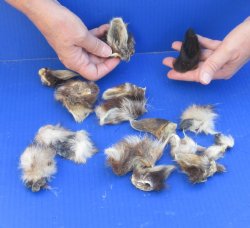 15 Assorted Wildlife Ears cured in formaldehyde $15