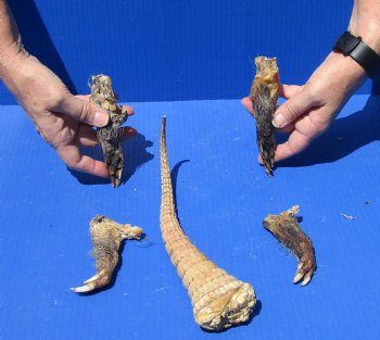 Preserved Armadillo tail and legs cured in Formaldehyde for $15