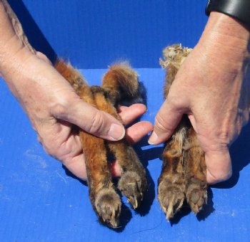 4 Fox legs cured in Formaldehyde for $40