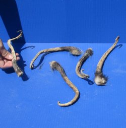 5 Opossum Tails preserved with formaldehyde for $25