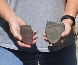 2 Fossil Mammoth Tooth bones for $40