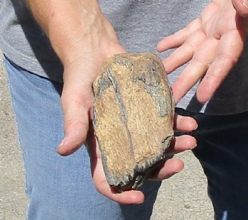 Large 5x3 Inch Fossil Mammoth Tooth for $37