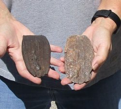 2 Fossil Mammoth Tooth bones for $20
