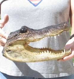 10 inch long Alligator Head - $25