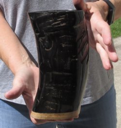 Polished Ox Horn Cup, Cow Horn Cup with wood base - Buy now for $10