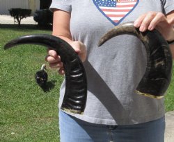 2 pc Semi-polished buffalo horns with gold-colored trim - $29