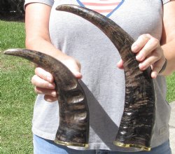 2 pc Semi-polished buffalo horns with gold-colored trim - $29