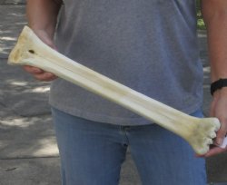 20 inch giraffe metacarpal leg bone - $65