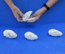 4 pc lot of A-Grade Raccoon Skulls 4-1/4 to 4-3/4 inches for $120