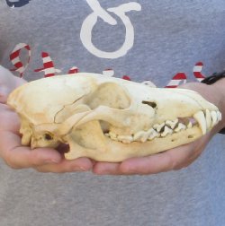 B-Grade Coyote skull 7-1/2 inches - $24