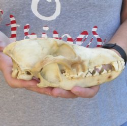 B-Grade Coyote skull 7-3/4 inches - $24