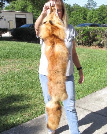 Red Fox fur pelt, tanned hide 45 inches long - $89