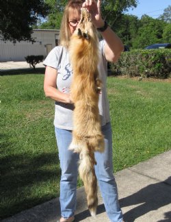 Red Fox fur pelt, tanned hide 49 inches long - $89
