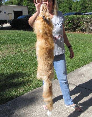 Red Fox fur pelt, tanned hide 49 inches long - $89