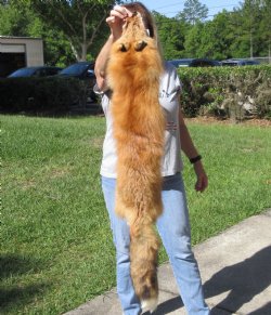 Red Fox fur pelt, tanned hide 45 inches long - $89
