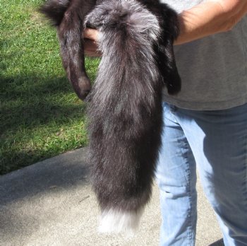 Silver Fox fur pelt, tanned hide 59 inches long - $179