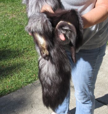 Silver Fox fur pelt, tanned hide 57 inches long - $179