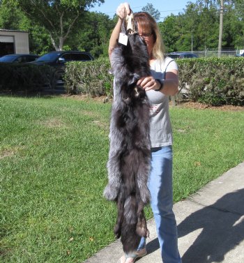 Silver Fox fur pelt, tanned hide 53 inches long - $179