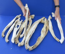 10 piece lot of Florida alligator jaw bones - $80