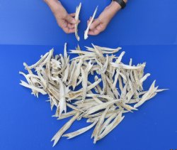 100 piece lot of Assorted Alligator bones - You are buying the bones pictured for $25