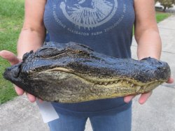 14-7/8 inch Preserved Alligator head with mouth and eyes closed  - $45.00