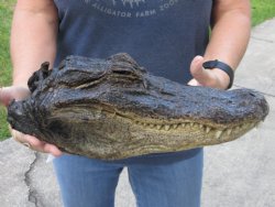 13-1/4 inch Preserved Alligator head with mouth and eyes closed  - $40.00
